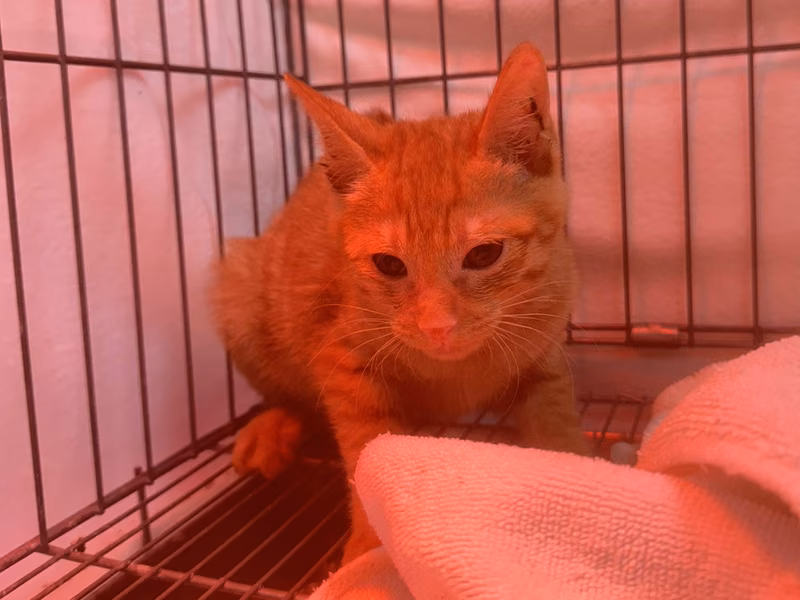 Orange tabby young male mixed-breed cat, Small, shelter no. …7001