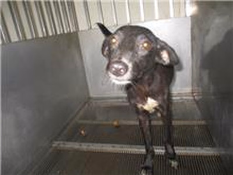 Black adult female mixed-breed dog, Medium, shelter no. …7005