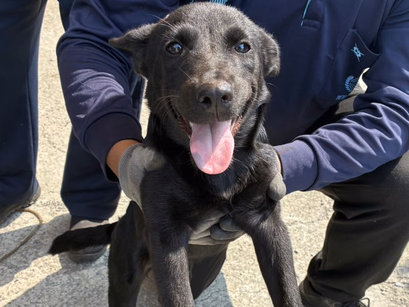 Black young female mixed-breed dog, Small, shelter no. …4005
