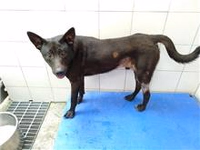 Black adult male mixed-breed dog, Medium, shelter no. …8002