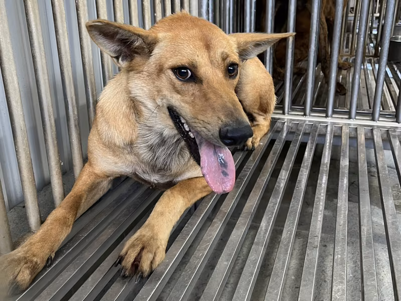 Tan adult female mixed-breed dog, Medium, shelter no. …7001