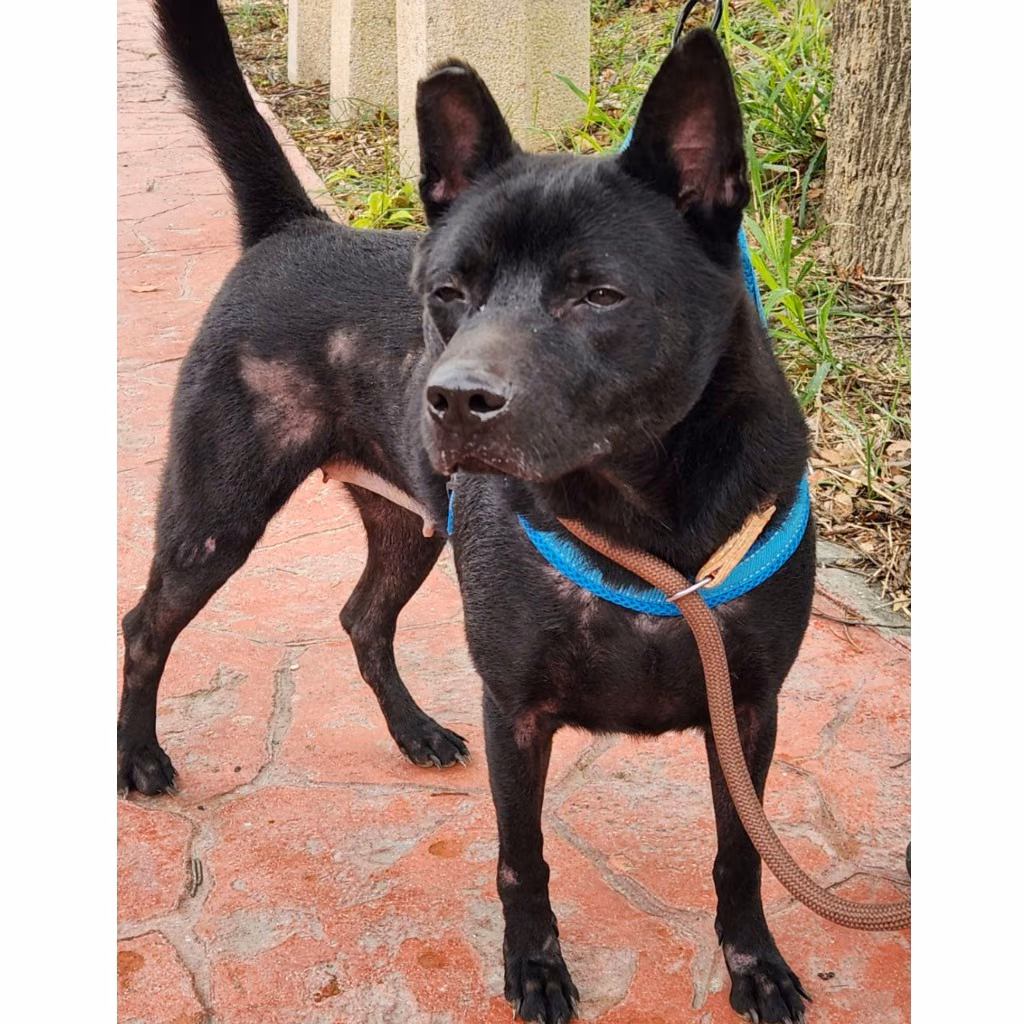 Black adult female mixed-breed dog, Medium, shelter no. …2001