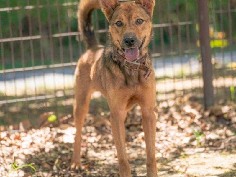 Tan adult male mixed-breed dog, Large, shelter no. …1967
