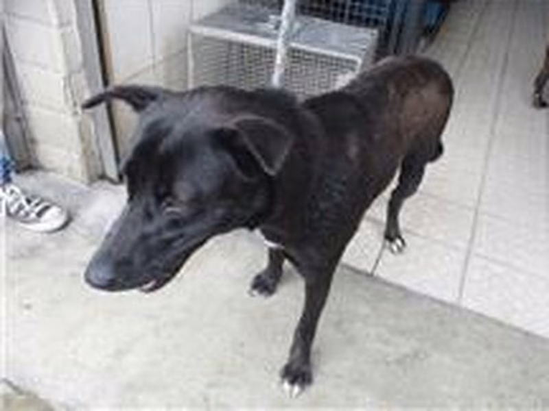 Black adult female mixed-breed dog, Medium, shelter no. …7259