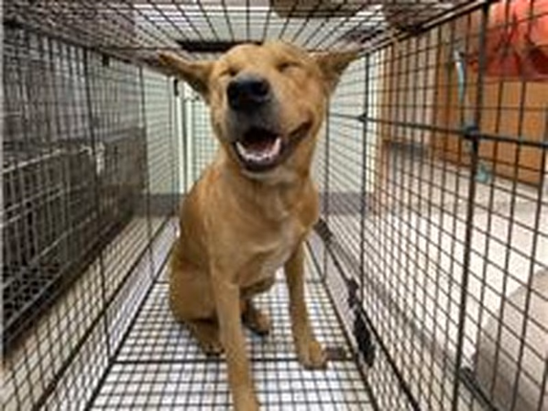 Tan adult male mixed-breed dog, Medium, shelter no. …8D01