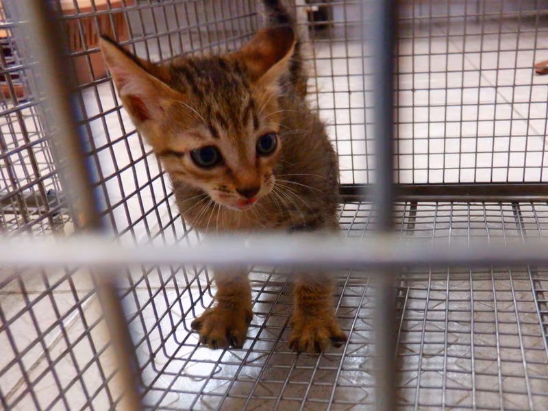 Tabby young male mixed-breed cat, Small, shelter no. …26C5