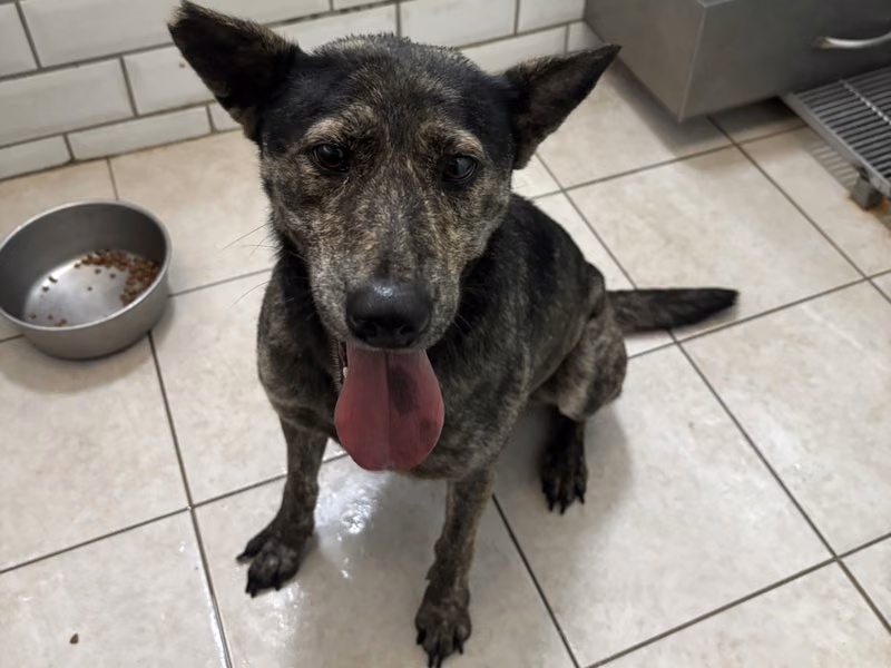Tabby adult female mixed-breed dog, Medium, shelter no. …5003