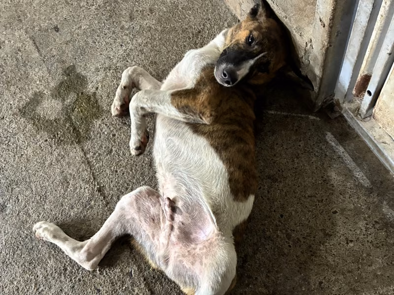 Tabby-and-white adult male mixed-breed dog, Medium, shelter no. …1006