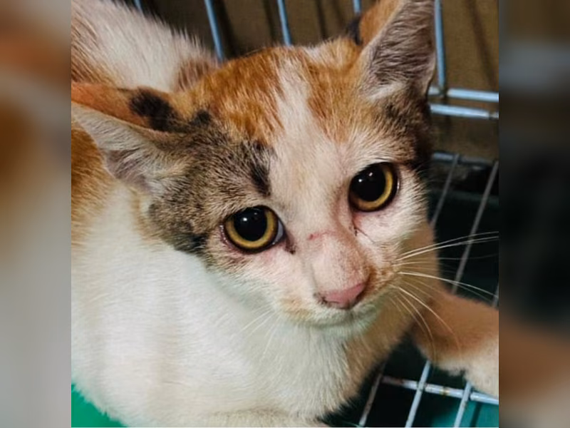Calico adult female mixed-breed cat, Medium, shelter no. …2003