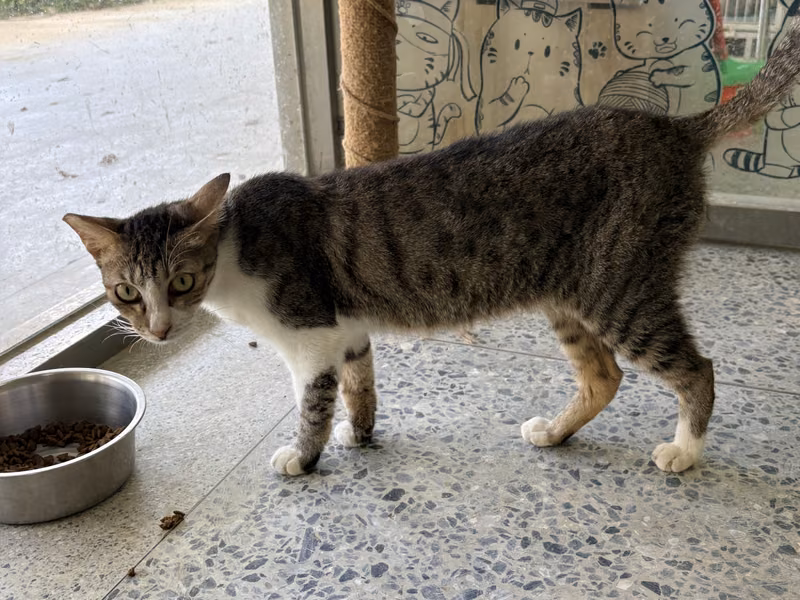 Tabby-and-white adult female mixed-breed cat, Medium, shelter no. …9004