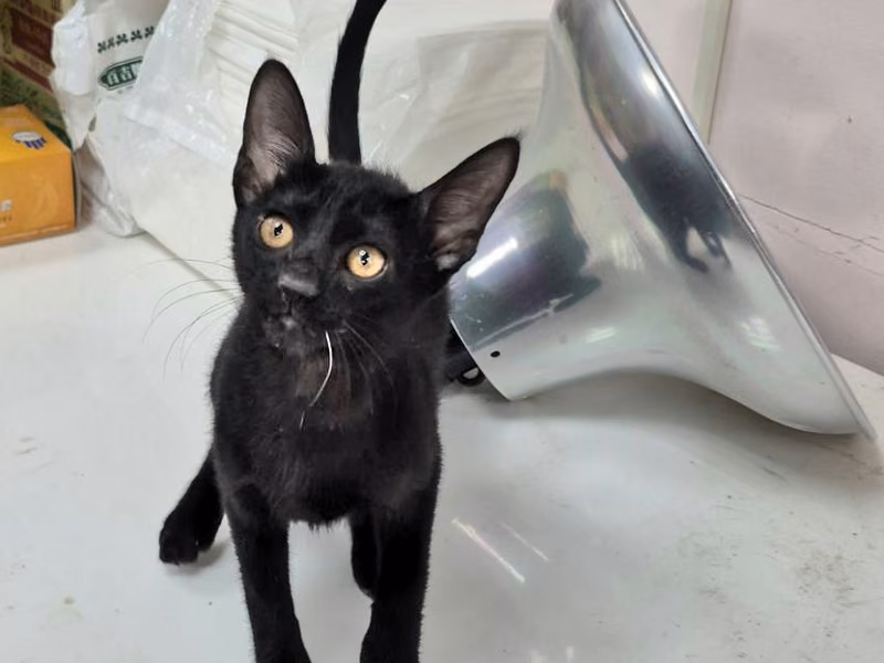 Black young female mixed-breed cat, Small, shelter no. …7001
