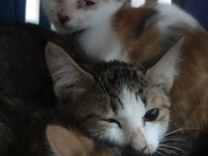 Calico young mixed-breed cat, Medium, shelter no. …0584