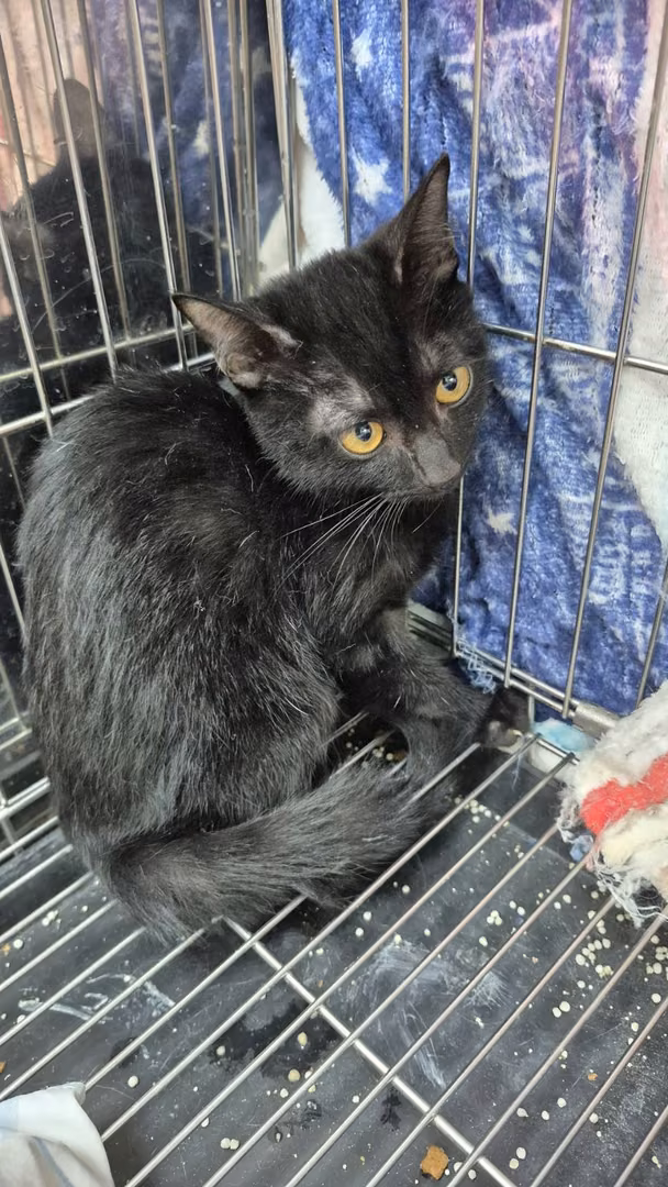 Black young male mixed-breed cat, Small, shelter no. …0003