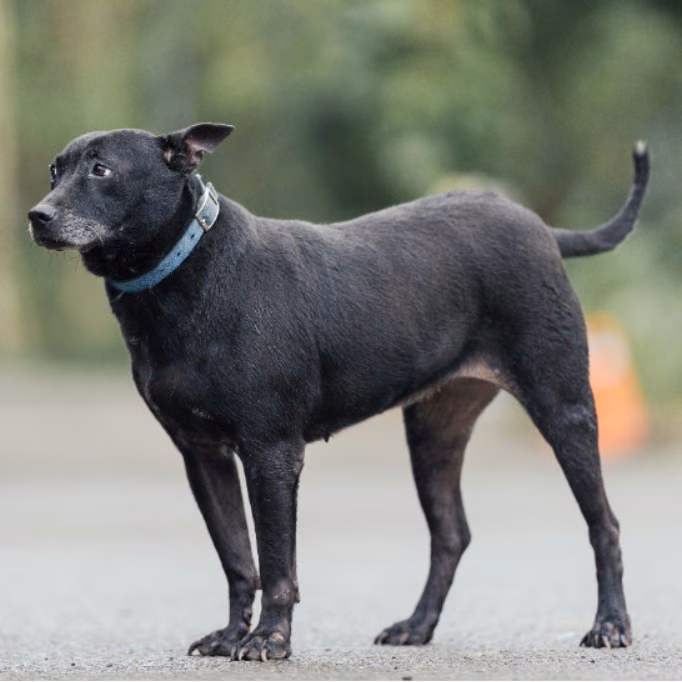 Black adult female mixed-breed dog, Medium, shelter no. …4009