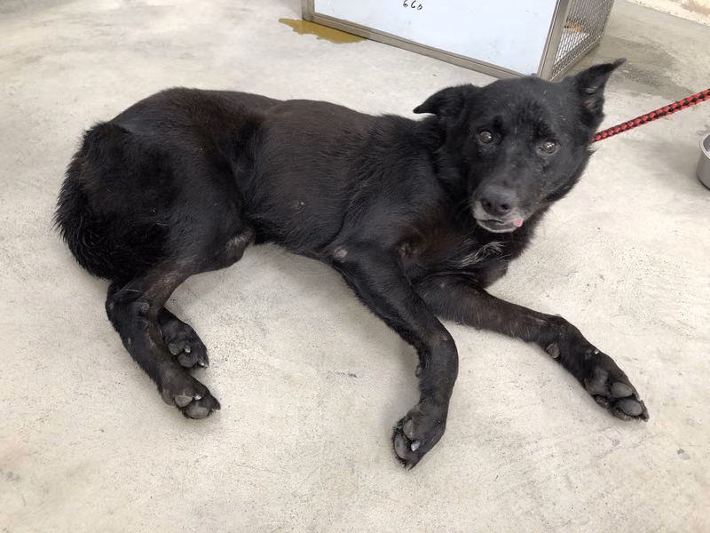 Black adult female mixed-breed dog, Medium, shelter no. …1303