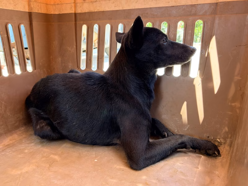 Black young male mixed-breed dog, Small, shelter no. …2004