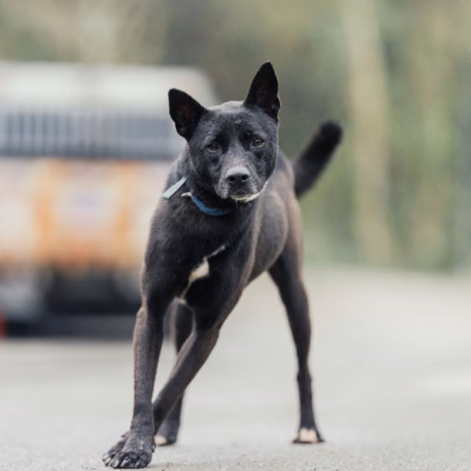 Black adult female mixed-breed dog, Medium, shelter no. …0001