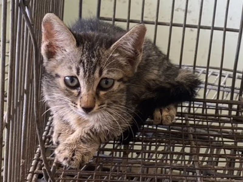 Young male mixed-breed cat, Small, shelter no. …1C02