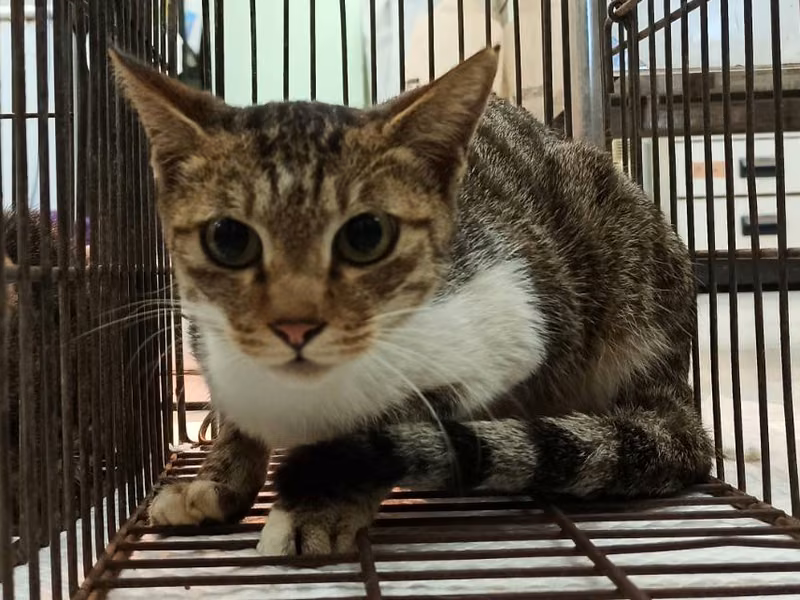 Adult female mixed-breed cat, Small, shelter no. …7C05