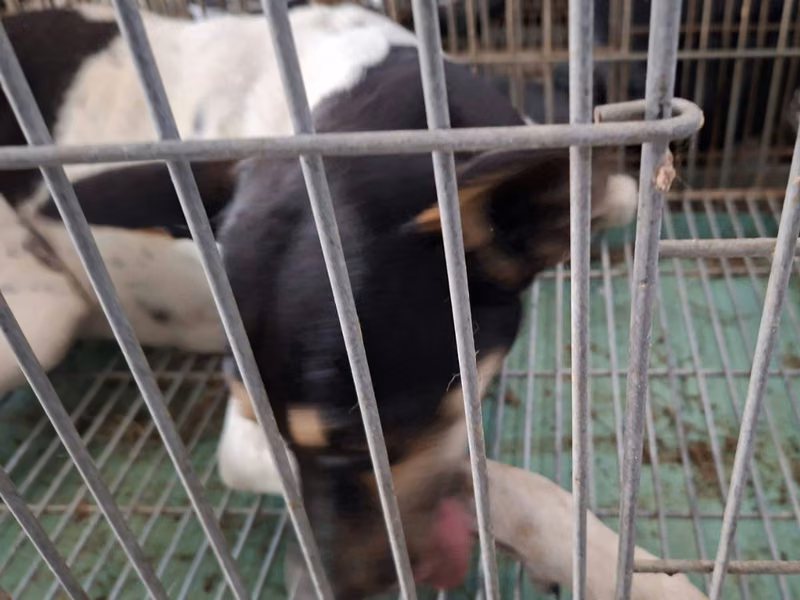 Black-and-white adult female mixed-breed dog, Medium, shelter no. …7-11