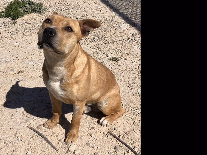 Market, Matanda na · Lalaki · Katamtaman · American Staffordshire Terrier