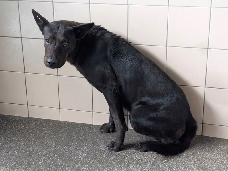 Black adult male mixed-breed dog, Large, shelter no. …2504