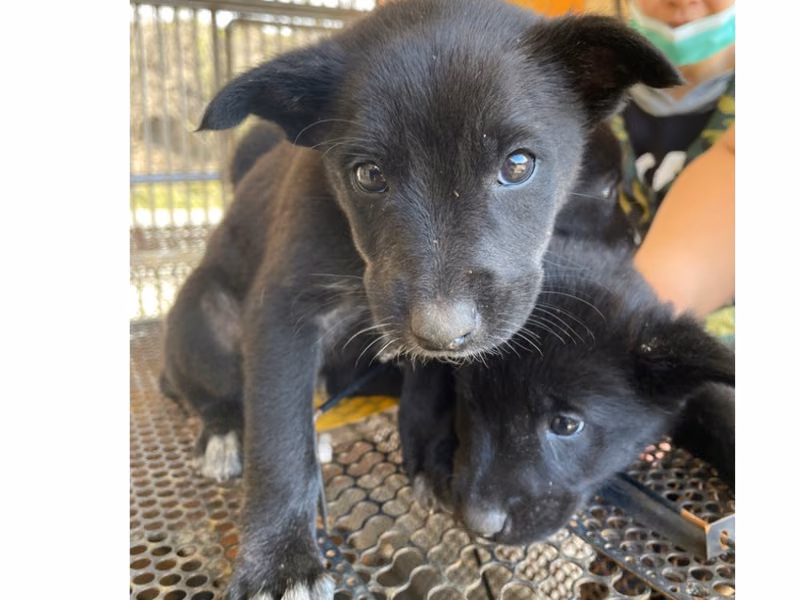 Black young male mixed-breed dog, Medium, shelter no. …7058