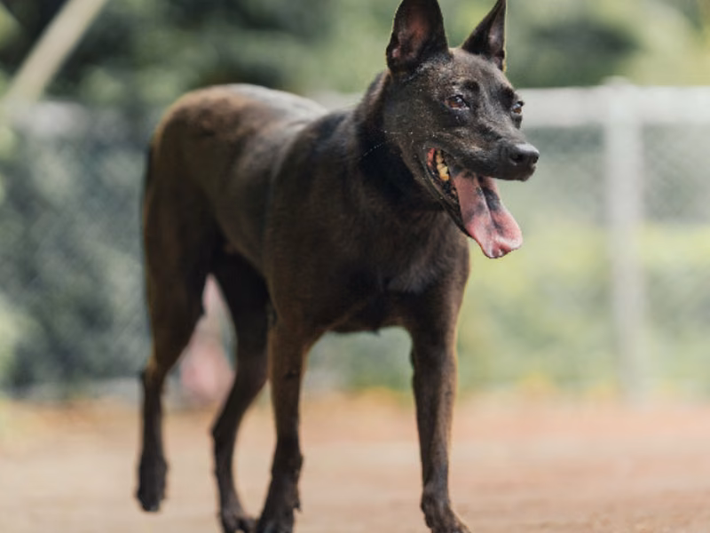 Black adult female mixed-breed dog, Medium, shelter no. …0607