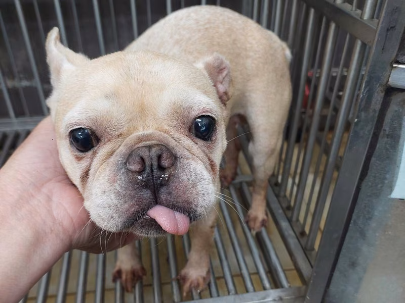 Cream adult female French Bulldog, Medium, shelter no. …1002