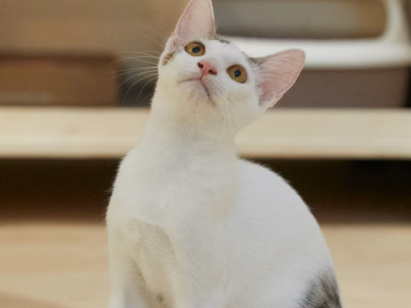 Tabby-and-white young male mixed-breed cat, Medium, shelter no. …5002