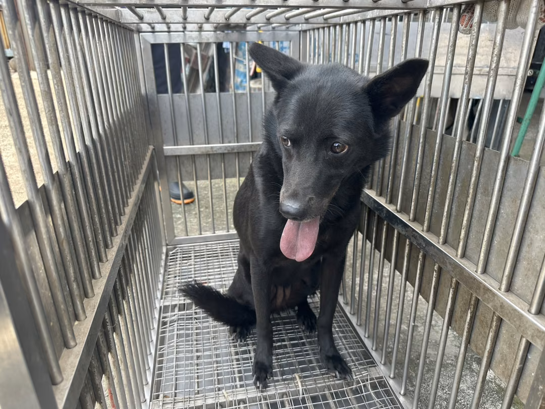 Black adult female mixed-breed dog, Medium, shelter no. …1007