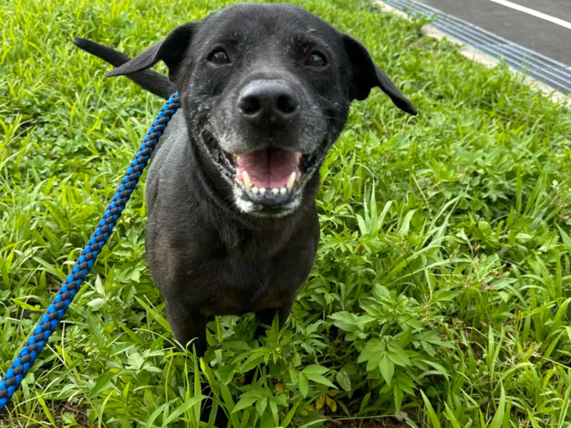 Black adult male mixed-breed dog, Large, shelter no. …8002