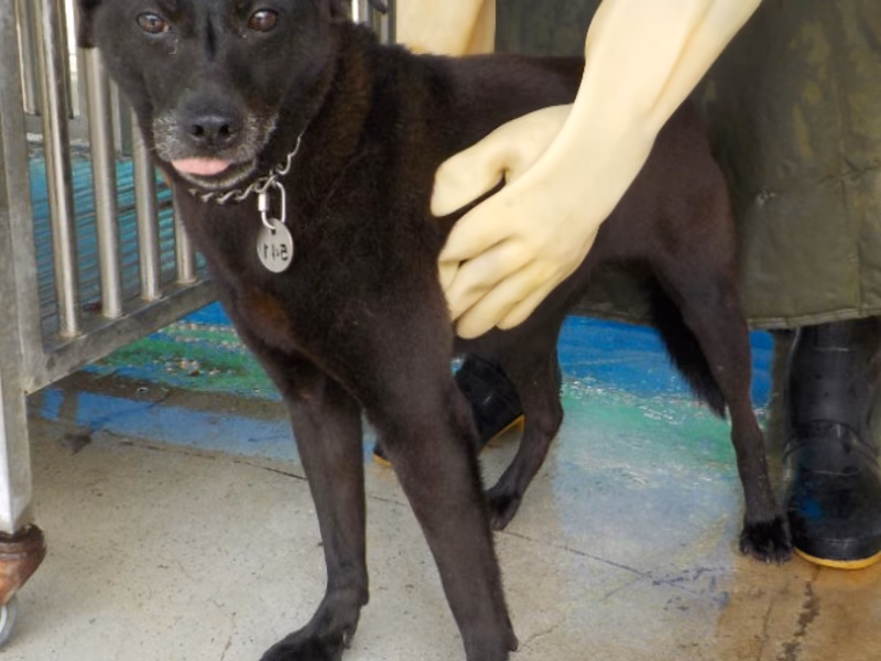 Black adult female mixed-breed dog, Medium, shelter no. …4541