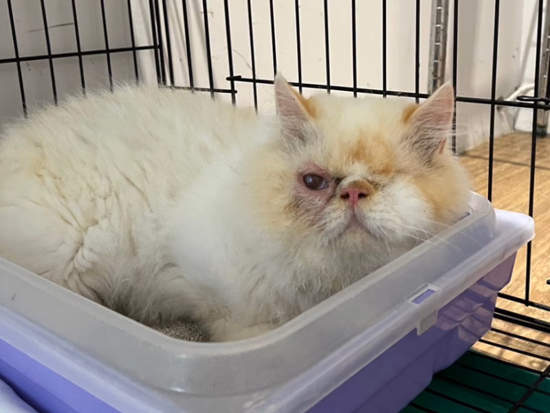 White adult male Persian cat, Small, shelter no. …7002