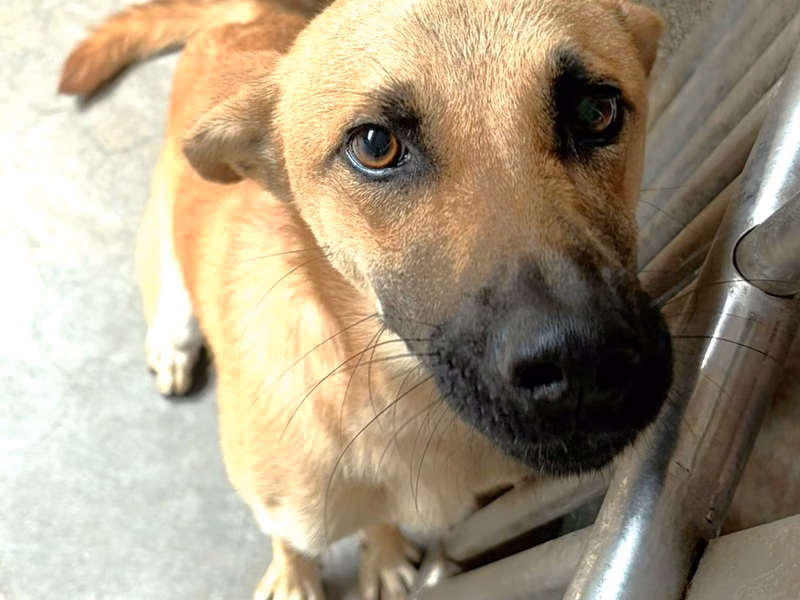 Tan adult male mixed-breed dog, Large, shelter no. …1061