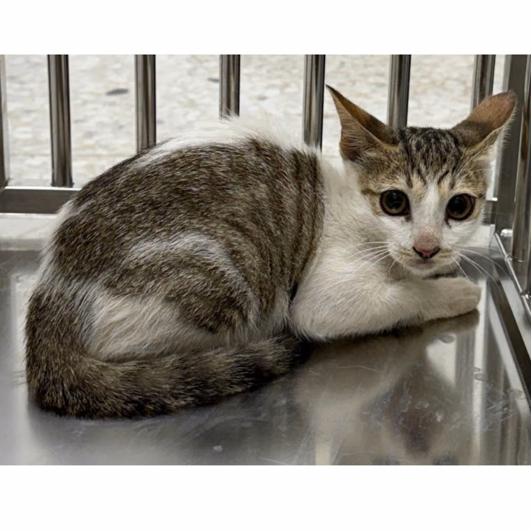 Tabby-and-white adult female mixed-breed cat, Small, shelter no. …5010