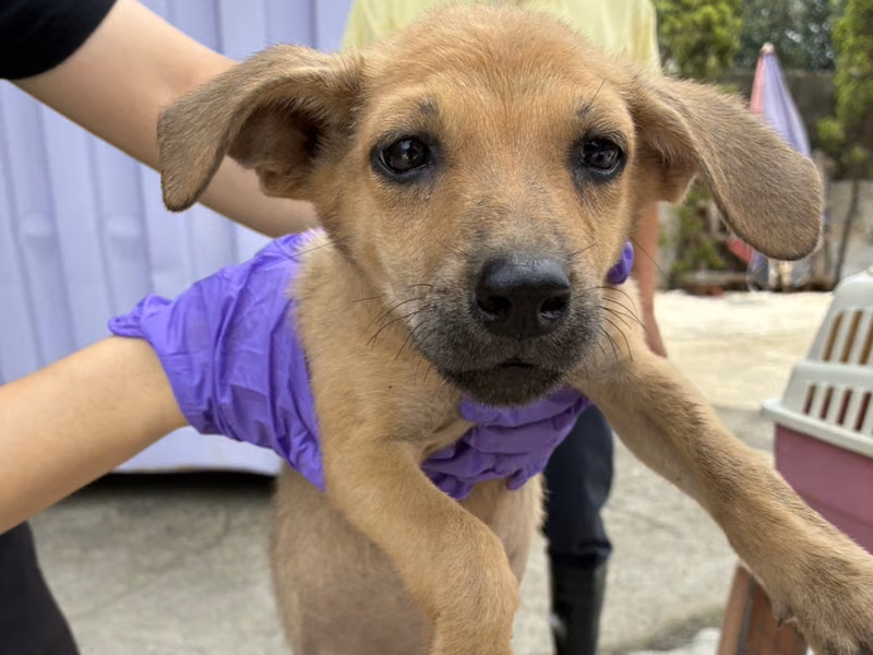 Young female mixed-breed dog, Small, shelter no. …8008
