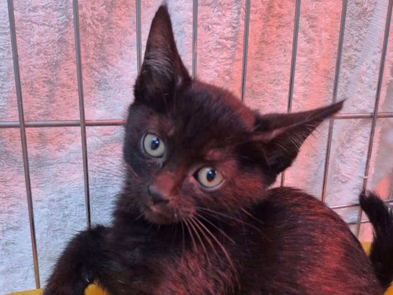 Black young female mixed-breed cat, Small, shelter no. …4006