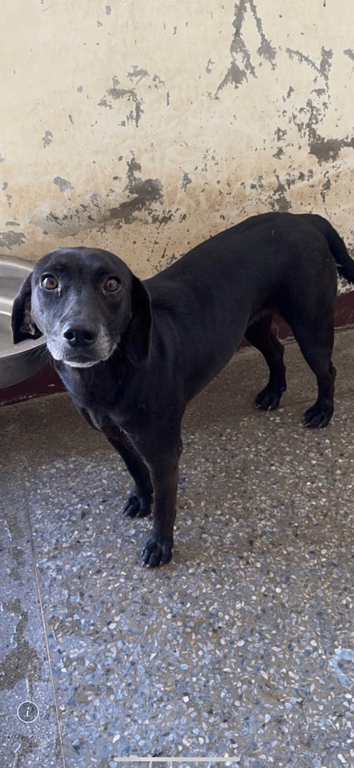Black adult female mixed-breed dog, Large, shelter no. …8021