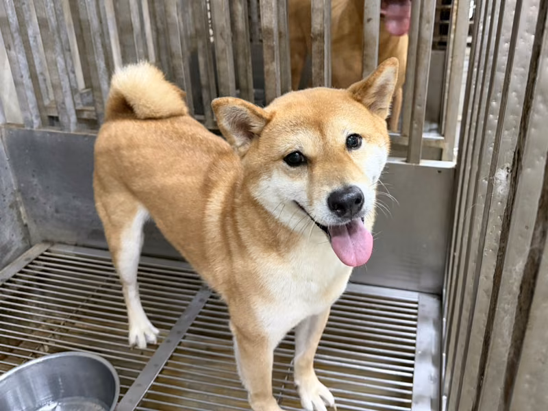 Tan adult male Shiba Inu, Medium, shelter no. …7007