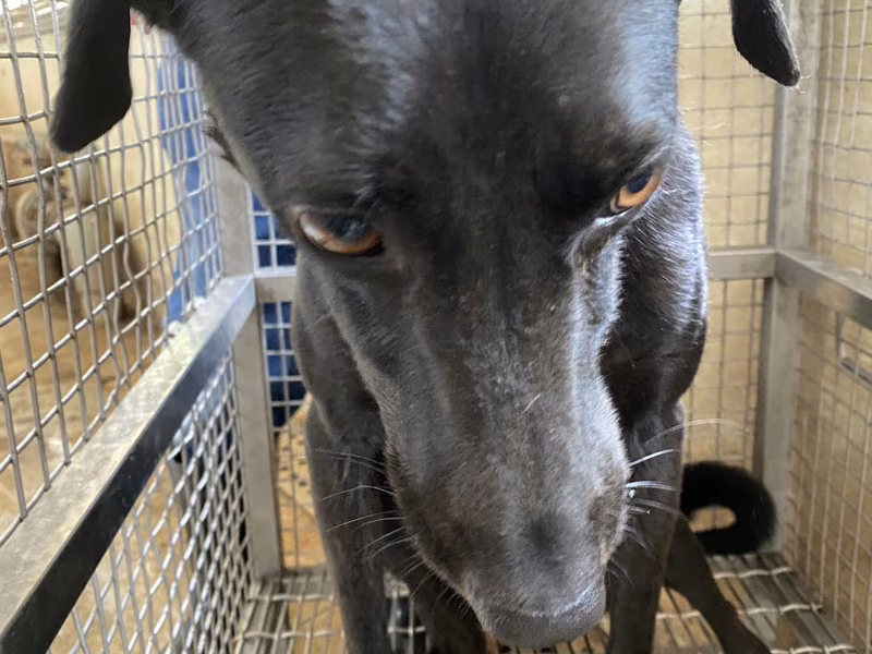 Black adult male mixed-breed dog, Medium, shelter no. …19-A
