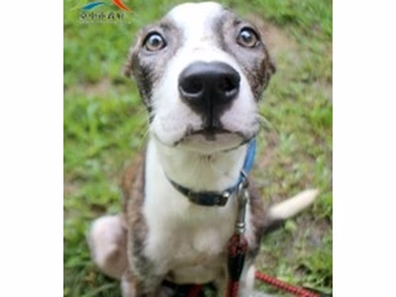 Brown-and-white adult male mixed-breed dog, Large, shelter no. …6001