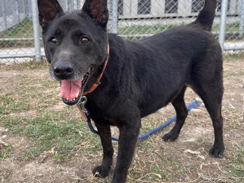 Black adult male mixed-breed dog, Medium, shelter no. …2604