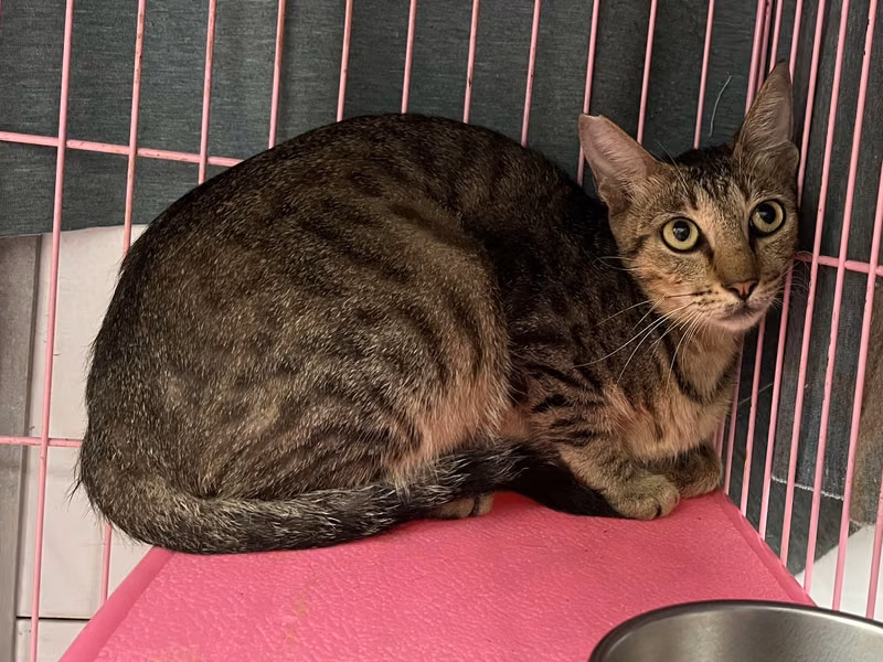 Tabby adult female mixed-breed cat, Medium, shelter no. …0704