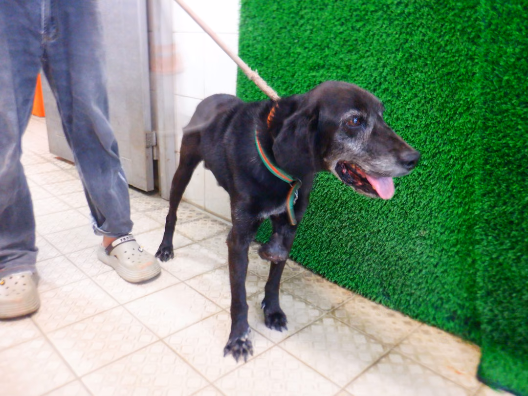 Black adult male mixed-breed dog, Medium, shelter no. …2266