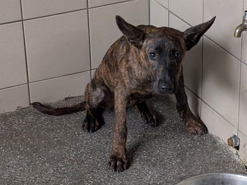 Tabby adult male mixed-breed dog, Large, shelter no. …3002