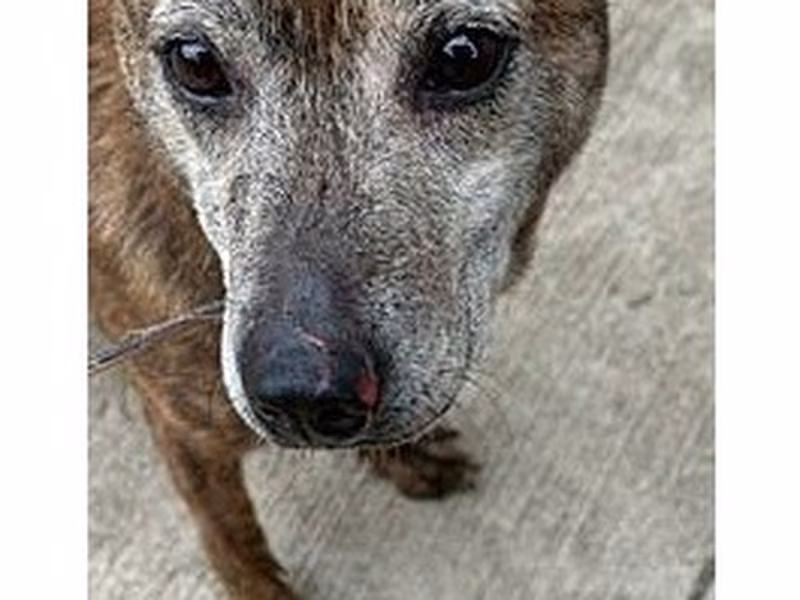 Tabby adult female mixed-breed dog, Medium, shelter no. …5002
