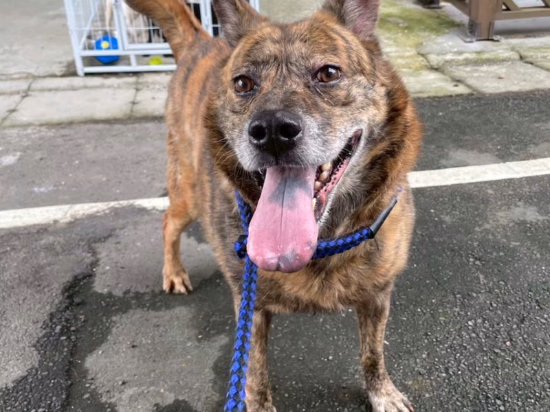 Tabby adult male mixed-breed dog, Medium, shelter no. …8001