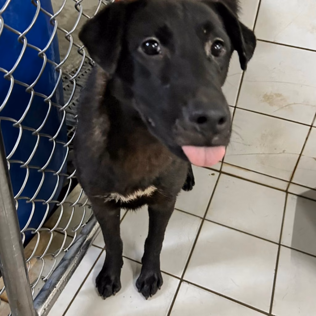 Black young male mixed-breed dog, Medium, shelter no. …0003