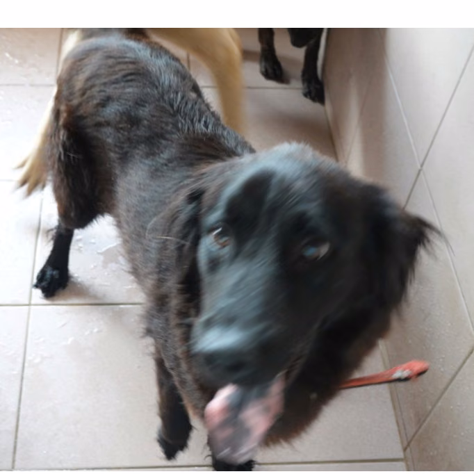 Black adult male mixed-breed dog, Medium, shelter no. …3-05